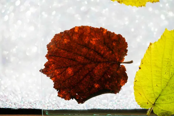 Folha Uma Árvore Caduca Outono Criado Detalhes Studi — Fotografia de Stock