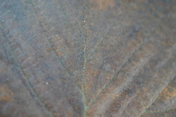 Liść Liściasty Drzewo Jesienią Stworzony Szczegółowo Badyl — Zdjęcie stockowe
