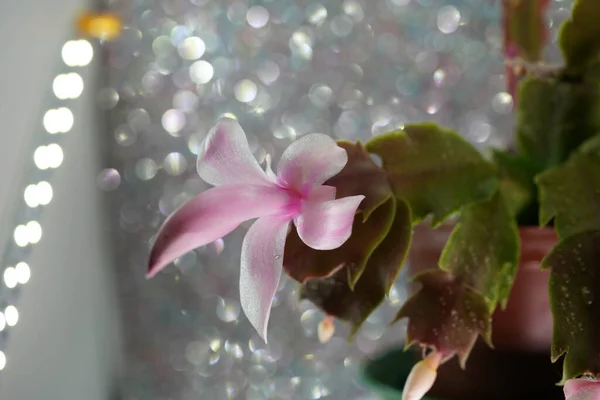 Cactus Fabbergera Detail Pink Bbsom Full Bloom — стоковое фото
