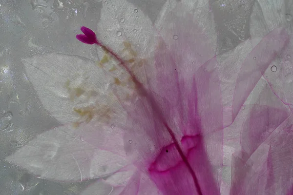 Christmas Cactus Schlumbergera Detail Pink Blossom Full Bloom — Stock Photo, Image