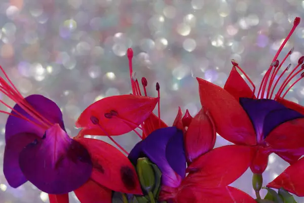 Vazoda Fuchsia Çiçeği Sanat Eserleriyle Dolu Çerçevede — Stok fotoğraf