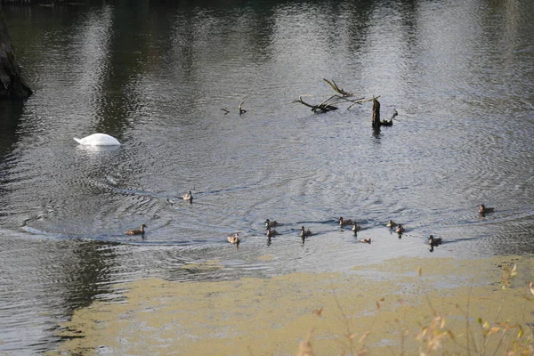 ドナウ川では白鳥やアヒルや鵜などの水鳥が — ストック写真