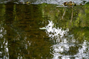 Yapraklı ağaçların yaprakları yemyeşil
