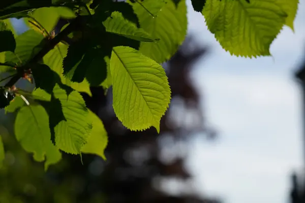 緑豊かな緑の落葉樹の葉 — ストック写真