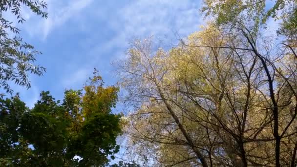 有绿叶和蓝天的溪流 以及在风中摇曳的树木 — 图库视频影像