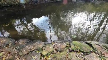 Bir derenin berrak suyunda yansıma