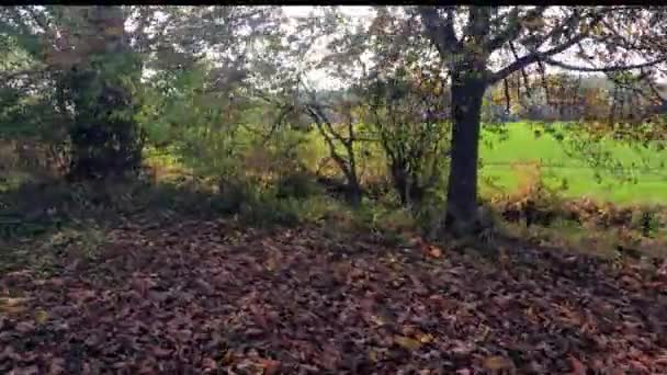 Pole Podzim Podél Silnice — Stock video
