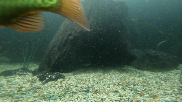 ドナウ川にも生息する淡水魚 — ストック動画