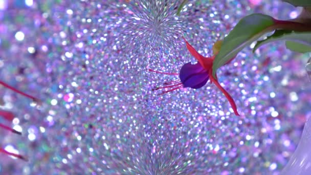Fuchsia Επεξεργάζεται Και Παραμορφώνει Είναι Φυτά Νυχτολούλουδα — Αρχείο Βίντεο