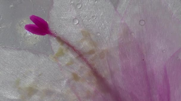 Schlumbergera Detail Pink Blossom Full Bloom — Stock Video