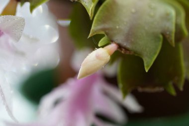 Noel Kaktüsü Schlumbergera Pembe renklerle detaylandırılmış