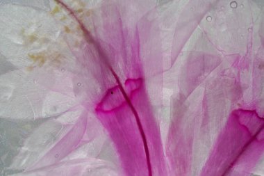 Pembe ve mor çiçeklerin soyut arkaplanı