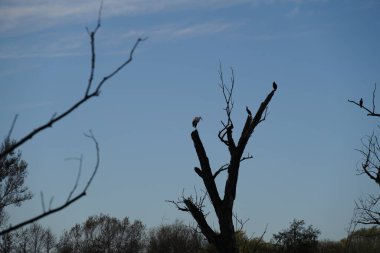 Danube 'deki yaşlı bir ağaçta oturan karabatak kuşu.