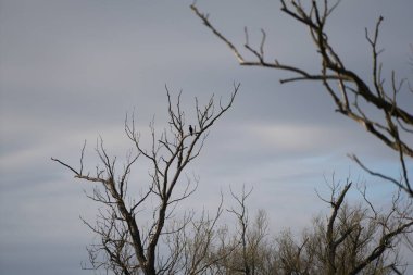 Danube nehrinde kuğu, ördek ya da karabatak gibi su kuşları