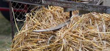 tarım alanında tahıl                         