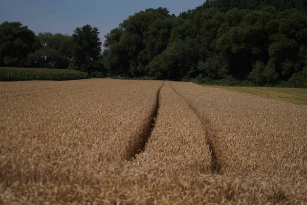 Grains in the field before harvest in agriculture