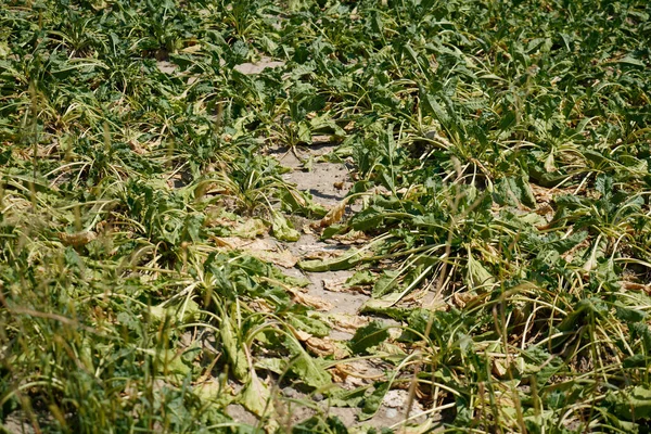 农业收获前田里的谷物 — 图库照片
