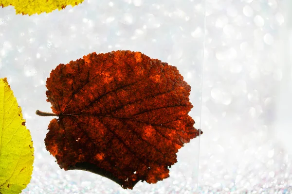 stock image Leaf of a deciduous tree in autumn created in detail in the studi