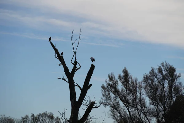 Cormorán Fauna Aves Sentado Viejo Árbol Danubio —  Fotos de Stock