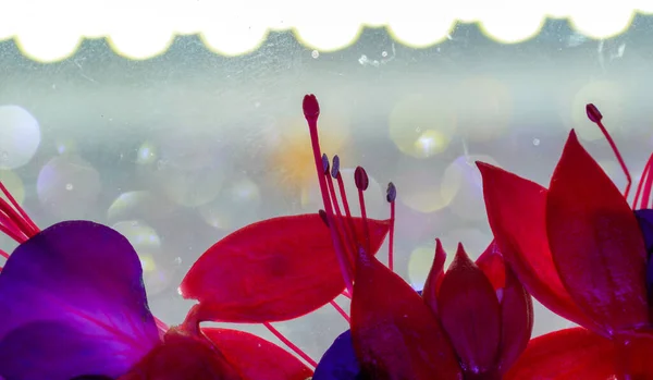 Fuchsia Flower Vase Picture Frame Full Art — Stock Photo, Image
