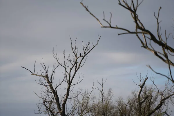 Водяний Птах Лебідь Качка Або Баклажан Річці Дунай — стокове фото