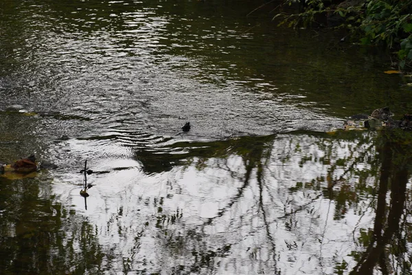 Water Bird Swan Duck Cormorant Danube River — Stock Photo, Image