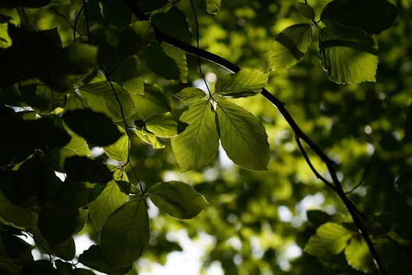Листья Лиственных Деревьев Пышной Зелени — стоковое фото