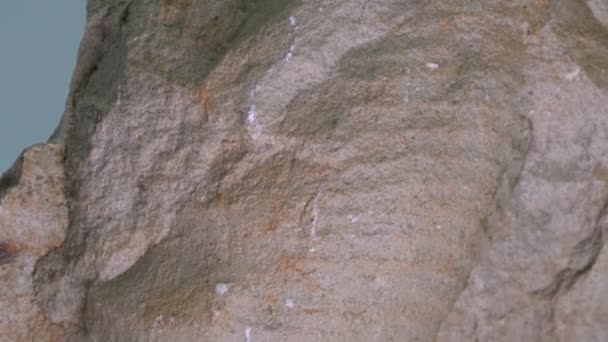 Amonit Jest Skamieniałą Kałamarnicą — Wideo stockowe