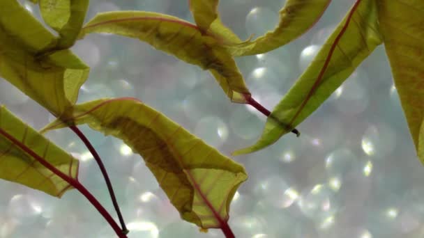 Ξηρά Φύλλα Iin Ένα Πλαίσιο Εικόνας Τέχνη — Αρχείο Βίντεο