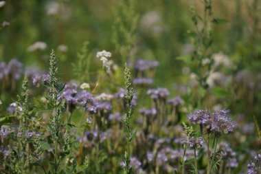 Tarlada hasat öncesi tarlada tahıl