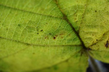 Sonbaharda yaprak döken bir ağacın yaprakları Studi 'de ayrıntılı olarak oluşturuldu.