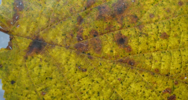 Sonbaharda Yaprak Döken Bir Ağacın Yaprakları Studi Ayrıntılı Olarak Oluşturuldu — Stok fotoğraf