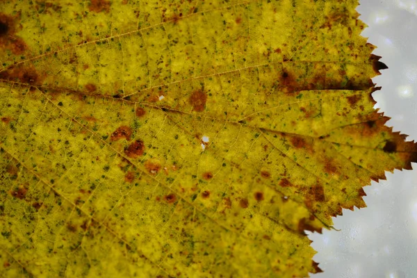 Лист Листяного Дерева Восени Створений Деталях Дослідженні — стокове фото