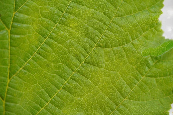 Leaf Deciduous Tree Autumn Created Detail Studi — Stock Photo, Image