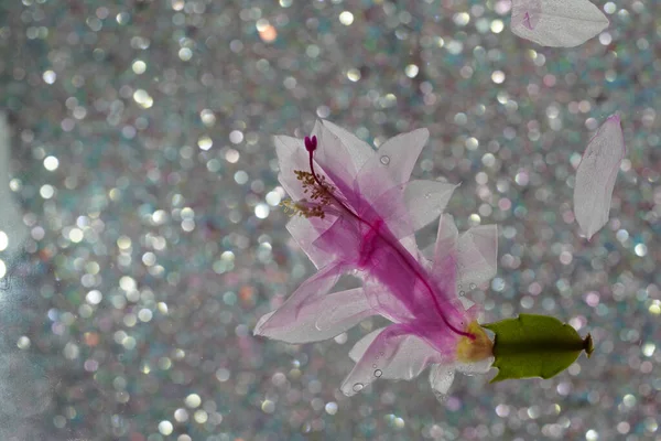 Cactus Schlumbergera Detalhe Com Flor Rosa Plena Floração — Fotografia de Stock