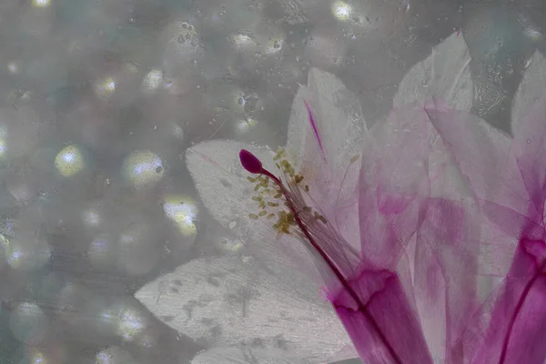 Cactus Schlumbergera Detalhe Com Flor Rosa Plena Floração — Fotografia de Stock