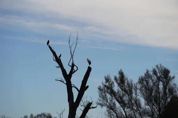 Pássaro Vida Selvagem Cormorão Sentado Uma Árvore Velha Danúbio — Fotografia de Stock