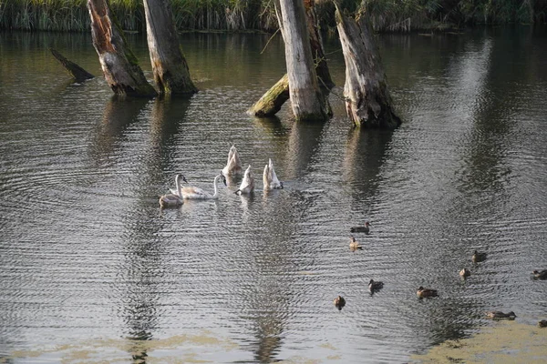 stock image water bird like swan, duck or cormorant at danube river