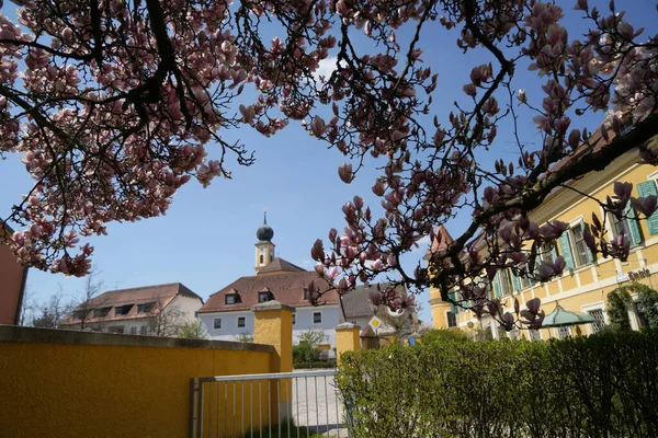 Magnolienbaum Voller Blüte April Bayern Fotografiert — Stockfoto