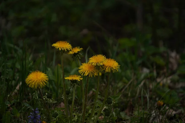 Sárga Virág Fényképezett Helyi Kertben Bajorországban — Stock Fotó
