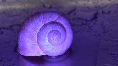 Yağmurda salyangoz kabuğu ve su damlaları