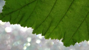 Yaprak döken bir ağacın yaprakları