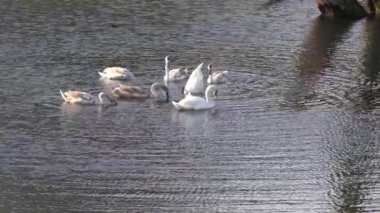 Tuna 'nın durgun sularında yavruları olan kuğular.