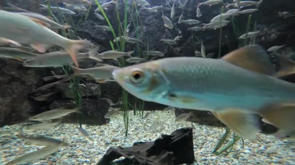 Süßwasserfische Die Auch Der Donau Vorkommen — Stockvideo