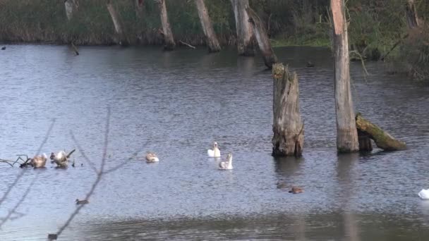 Swans Offspring Backwater Danube — Stock Video