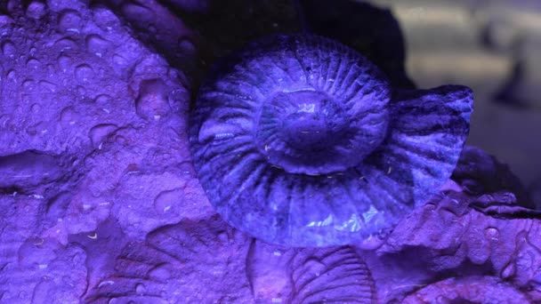 Ammonite Blue Water Dripping Splashing — Stock Video