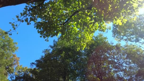 Park Met Groene Weiden Bomen — Stockvideo
