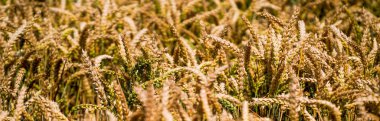 Tarlada hasat öncesi tarlada tahıl