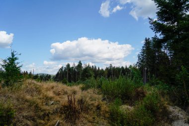 Orman, iklim değişikliği, kuraklık ve fırtınalar ve ham madde olarak ormanların tahrip edilmesi nedeniyle çöker.