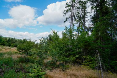 Orman, iklim değişikliği, kuraklık ve fırtınalar ve ham madde olarak ormanların tahrip edilmesi nedeniyle çöker.